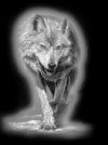 Volk